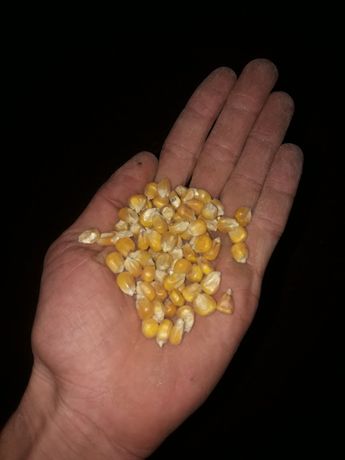 Kukurydza Sucha, Ziarno kukurydzy od rolnika
