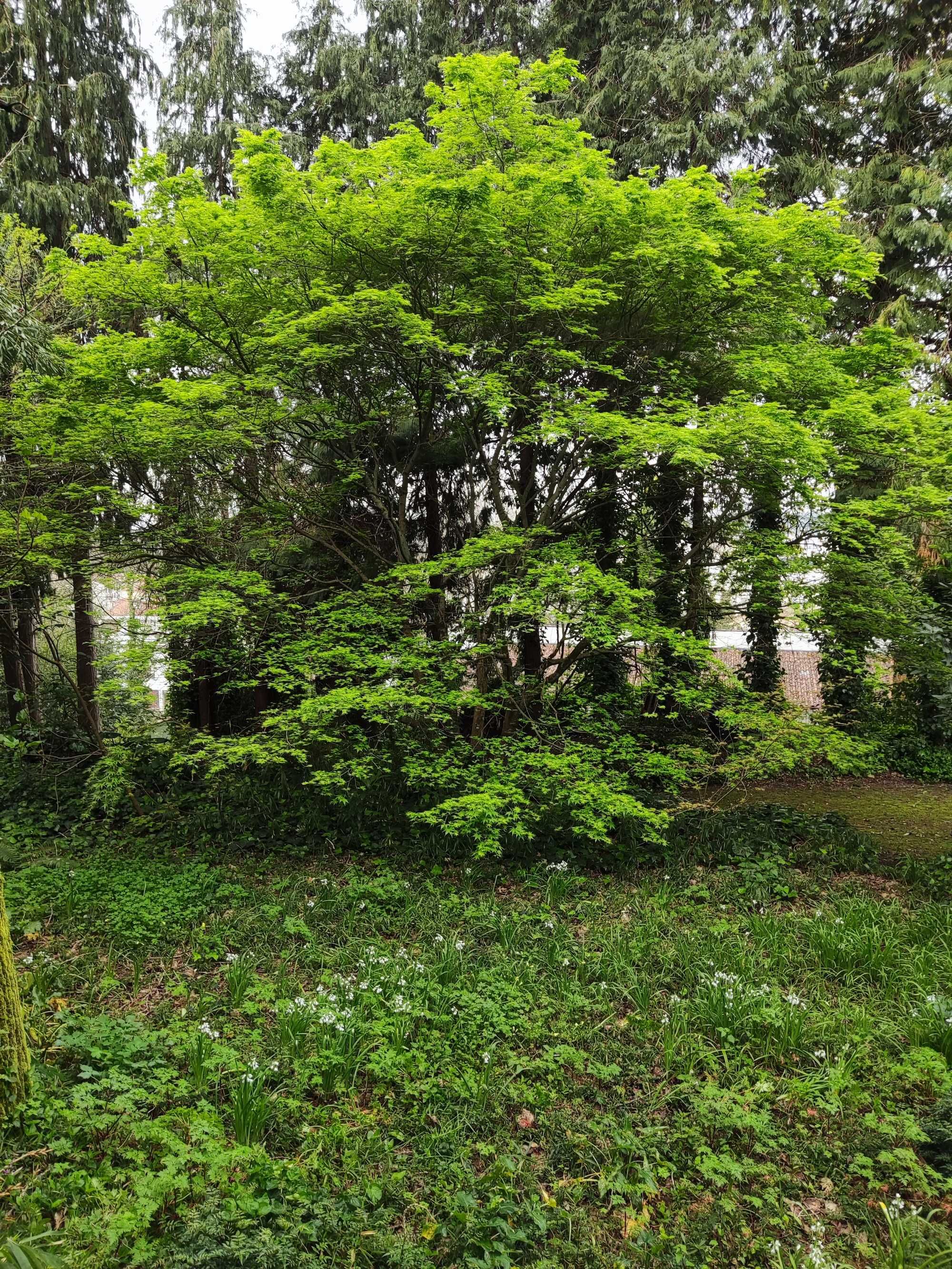 Ácer Japonês.  (Acer Palmatum (verde)