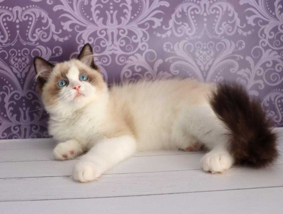 Чорний  біколор забарвлення-чудовий і ласкавий хлопчик. Ragdoll