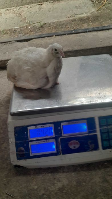 Перепілки різного віку