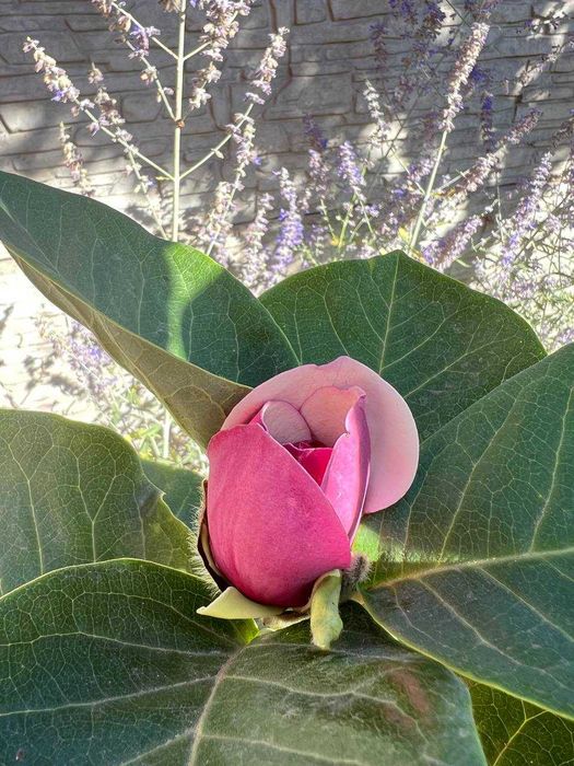 Продам туї, сосни, ялини, ялівці, гортнзії, магноліі, троянди