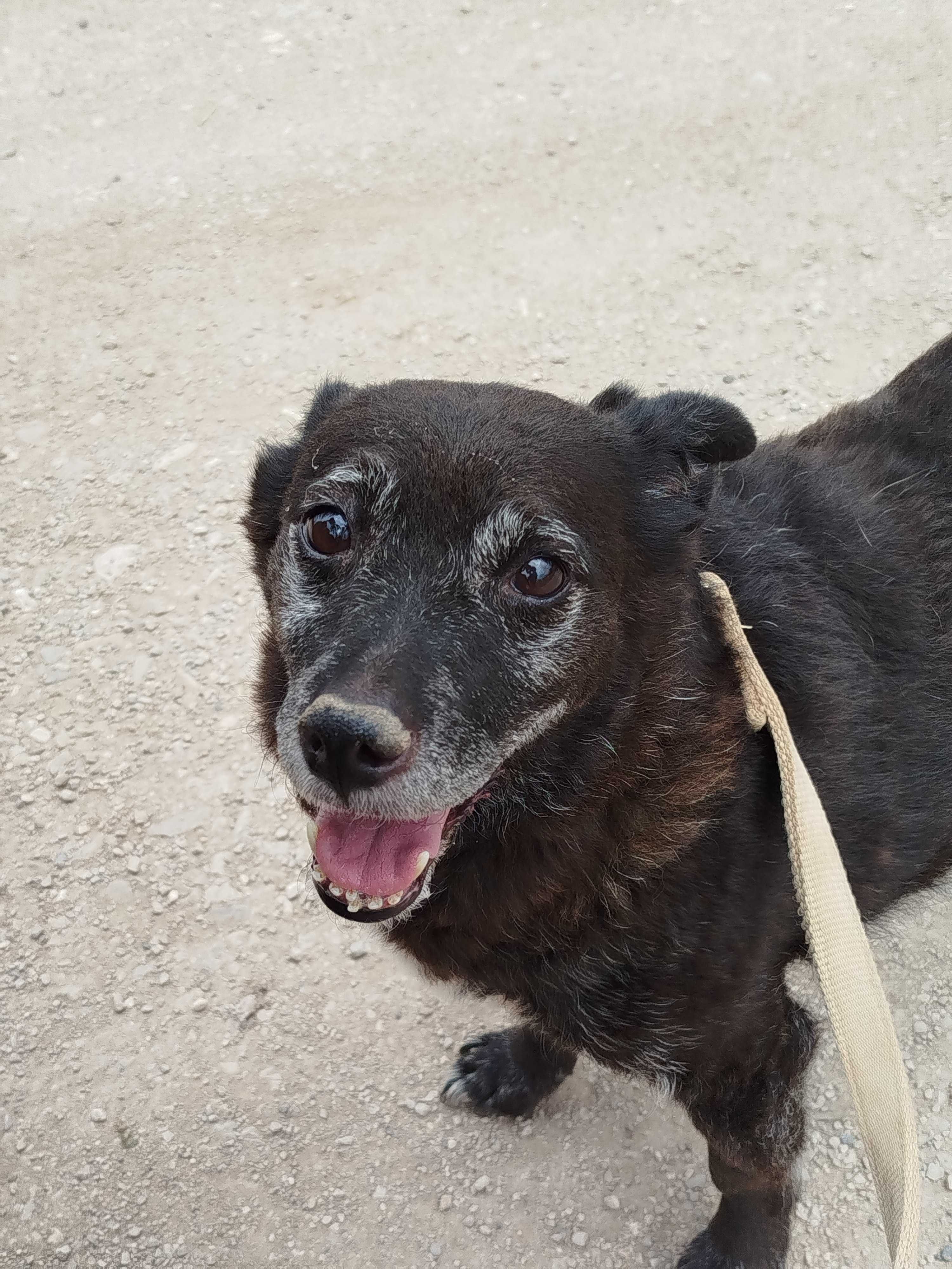 Alfragide - cão pequeno para adoção