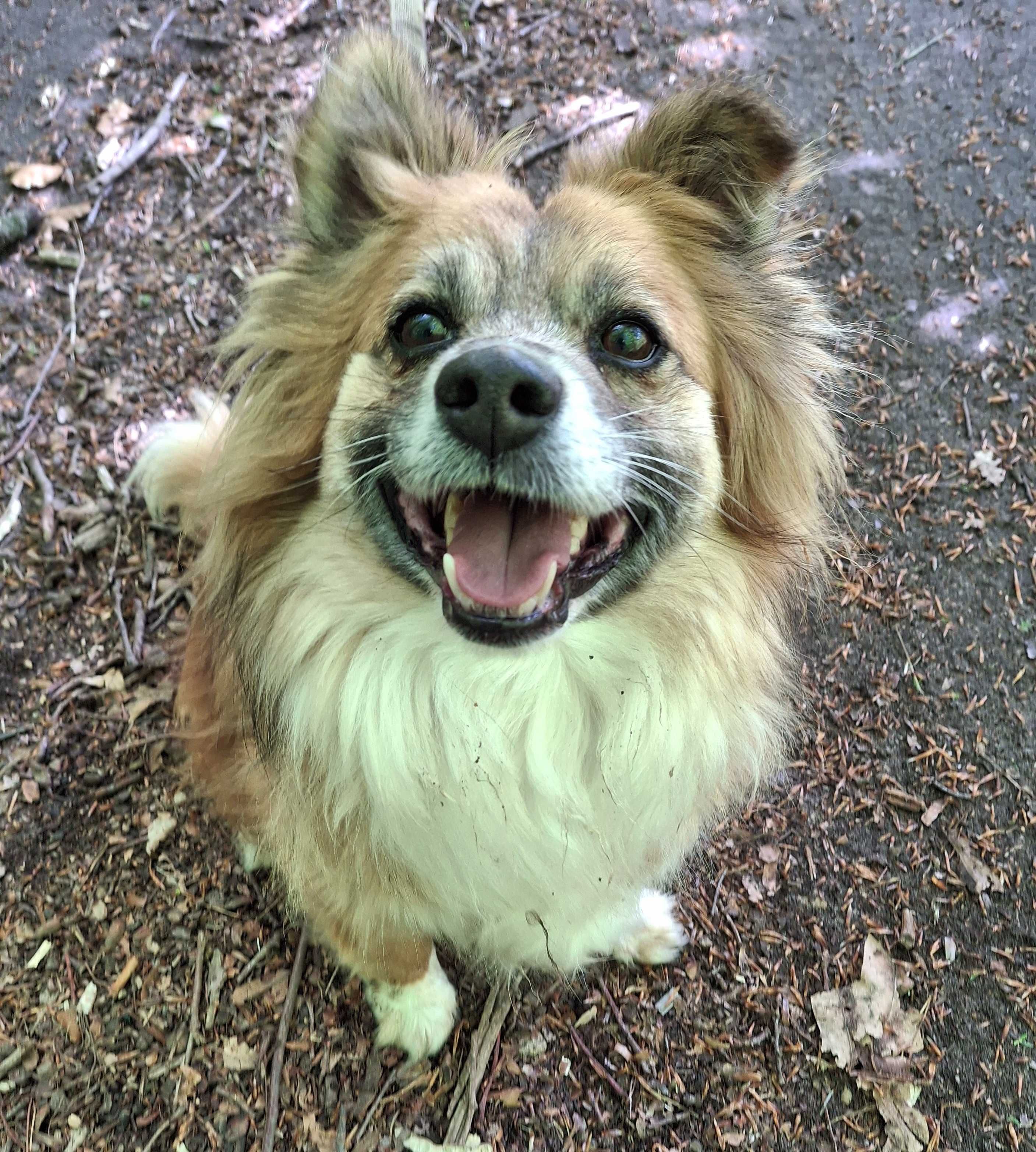 Biilbo- piękny kundelek do adopcji
