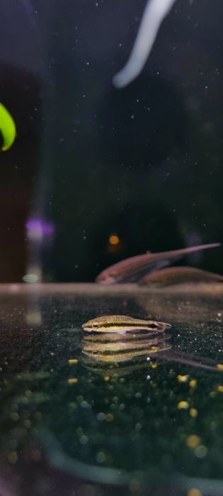 Otosek przyujściowy/ryby na glony