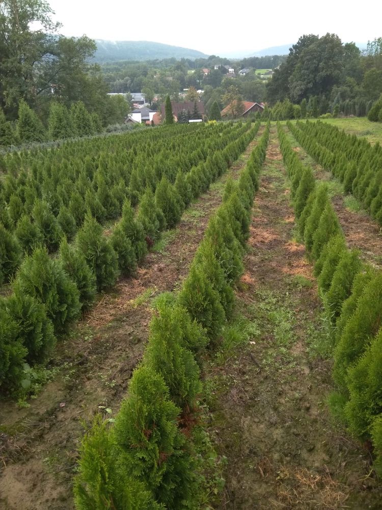 Thuja Szmaragd, tuja szmaragdowa