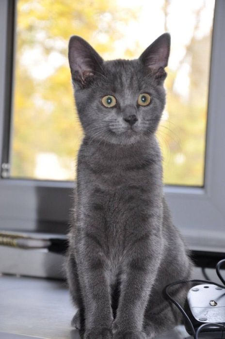 Отдам даром в добрые руки серого котенка