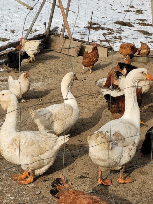 Tuszki królika  (naturalny chów )