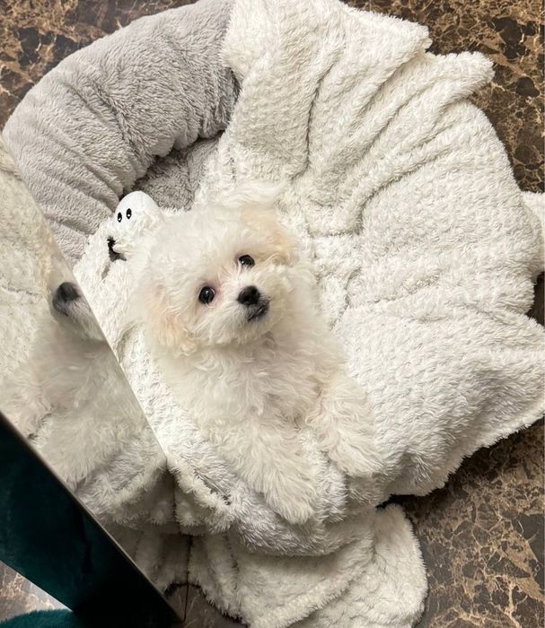 Собачки Бішон Фрізе