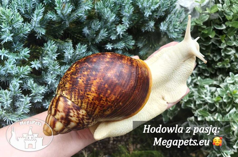 Kwiatowy mix Ślimaki Achatina Lissachatina Archachatina Suplementy