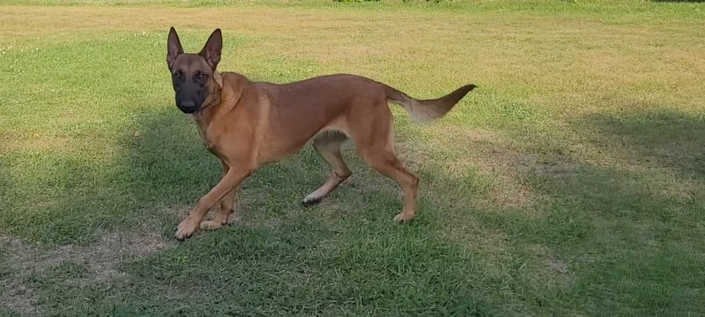 Owczarek Belgijski Malinois szczeniak piesek