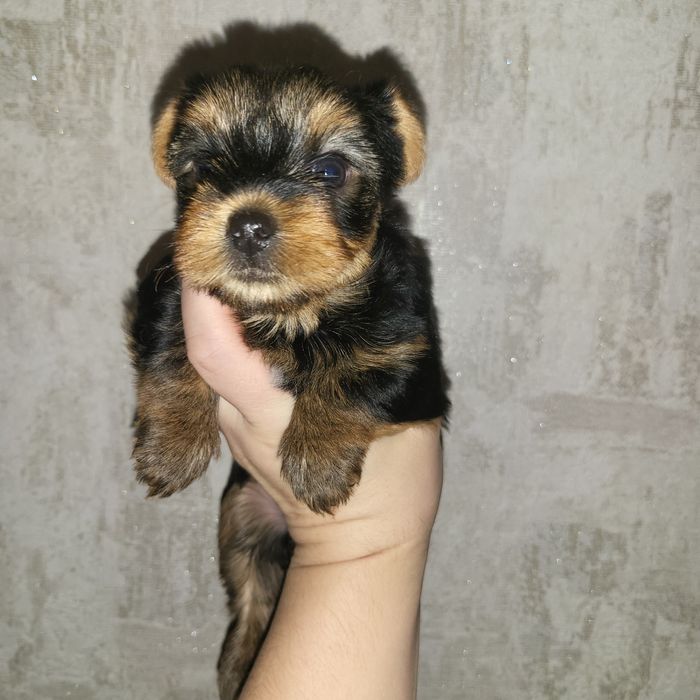 7500  Чудові цуценята йорки. Київ