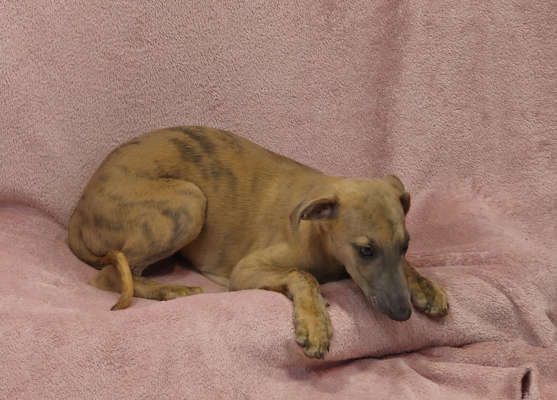 Chart angielski whippet piesek-Lolek