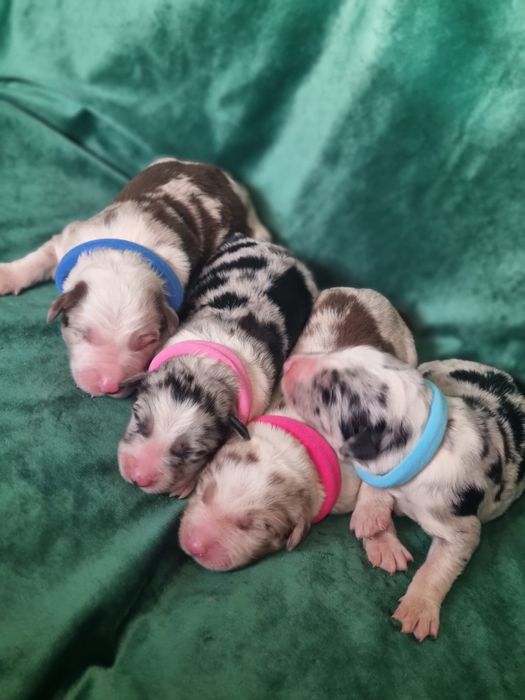 * * * piesek * * * blue merle tricolor Border Collie