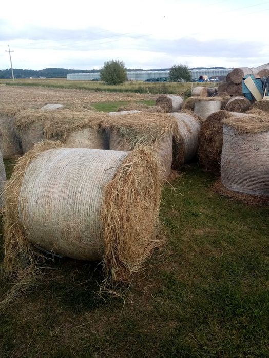 Sprzedam Siano 120x120