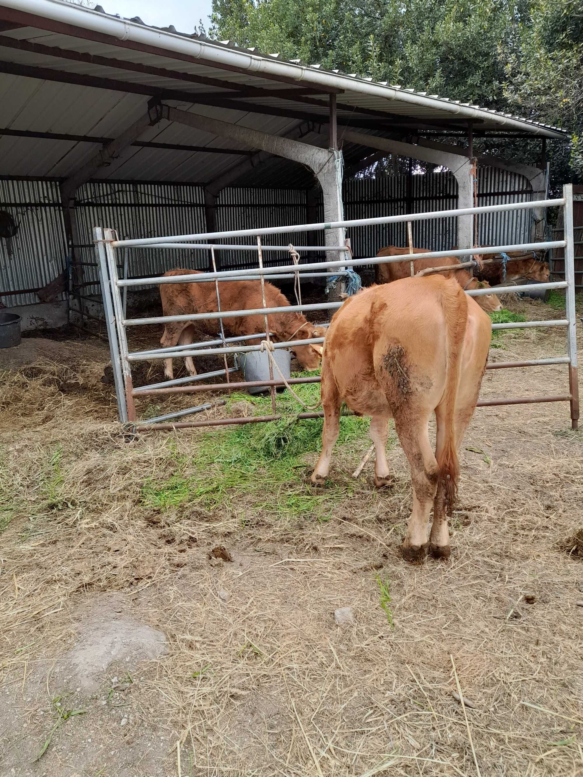 Vacas, vaca nova (2a cria) + 4 novilhas para venda.