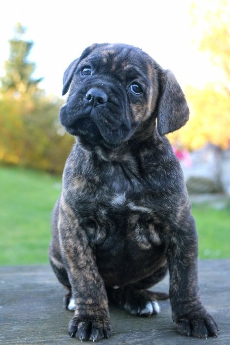 Pręgowana sunia cane corso FCI/zkwp