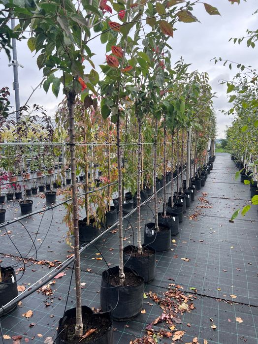 Wiśnia piłkowana Prunus serrulata ‚Amanogawa’ obw. 8-10cm Pa160 wys 3m