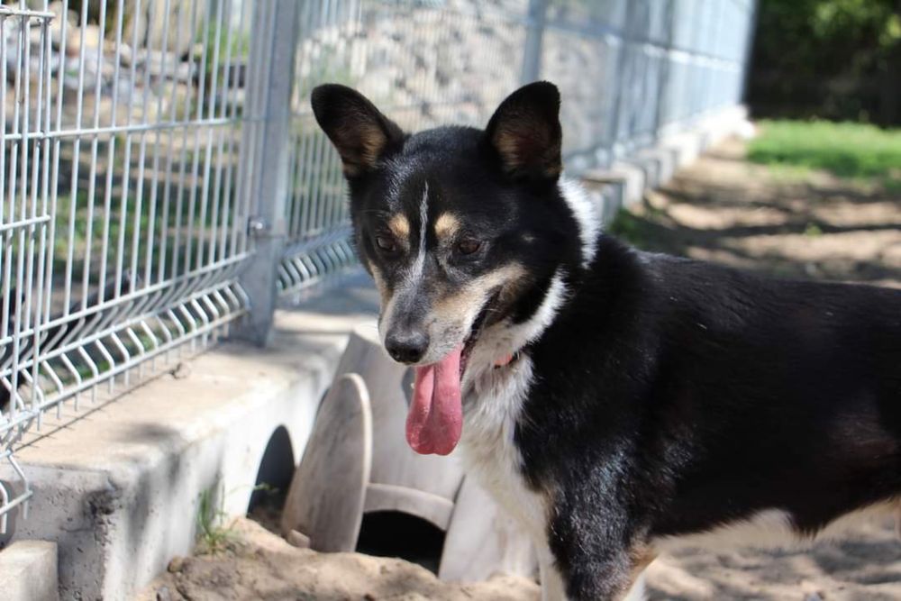 Shark mlody psiak do pilnej adopcji
