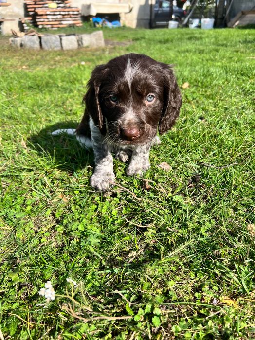 Szczenię WAHTELLHUND ( Płochacz Niemiecki )