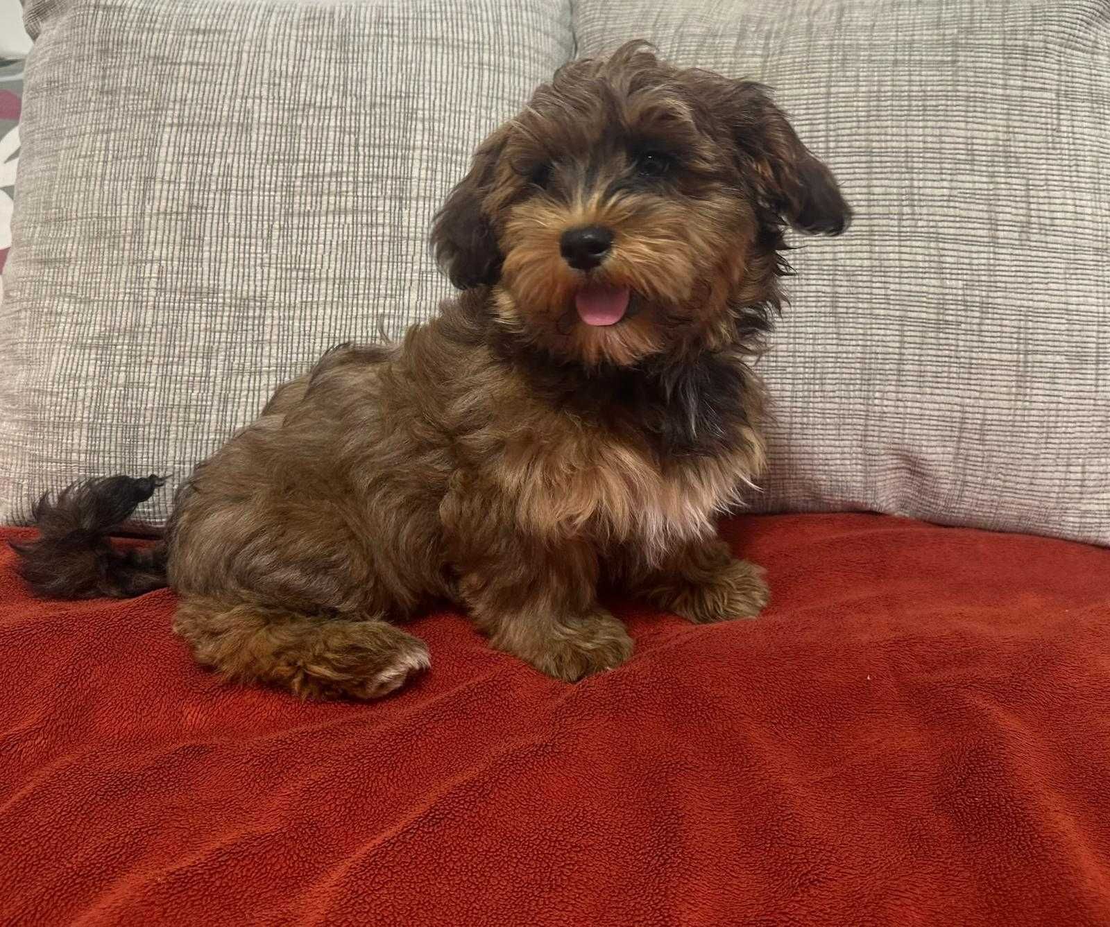 Cão Bichon Havanês