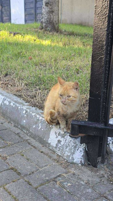 Szukamy domu dla JUMIEGO - rudego kotka