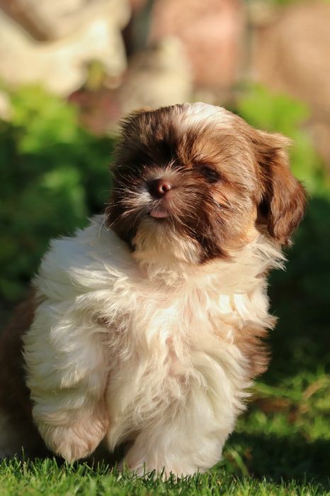 Przepiękna suczka tricolor czekoladowy.shih tzu.
