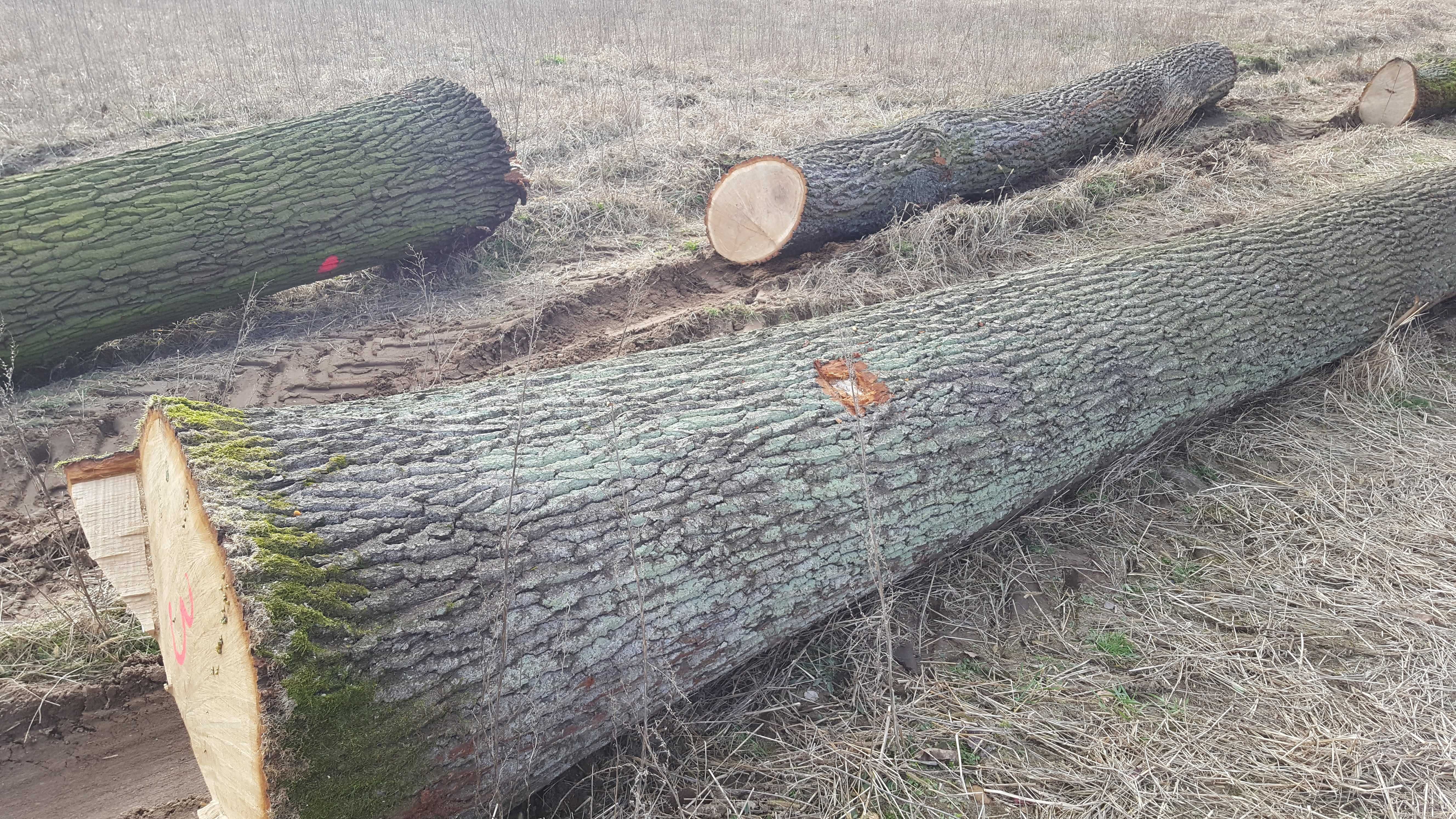 Dąb tartaczny, dęby na pniu lub kloce