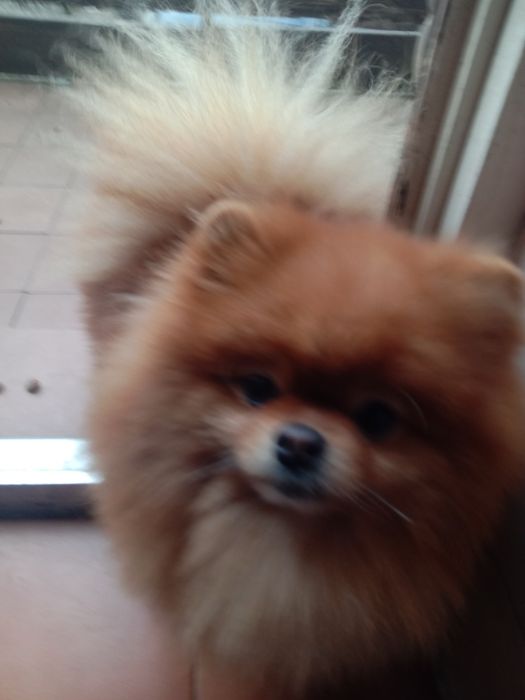 В'язка.Померанський Шпіц.