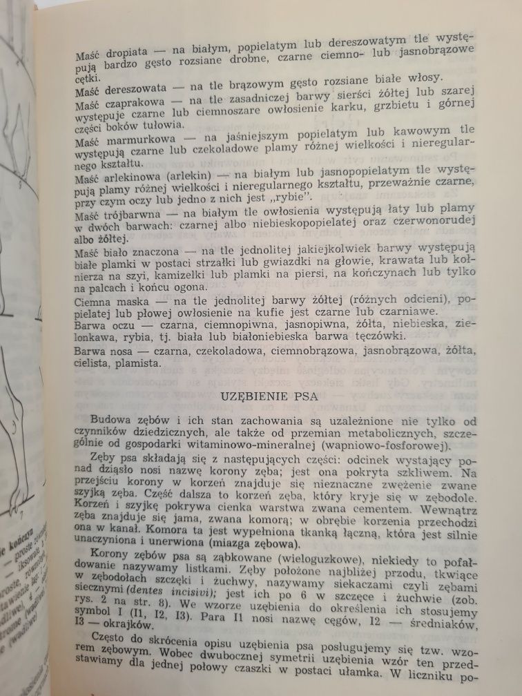 Pies - utrzymanie i hodowla - Kazimierz Ściesiński