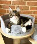 Icarus Magnus*PL - kocurek rasy Maine Coon szuka nowego domu :)