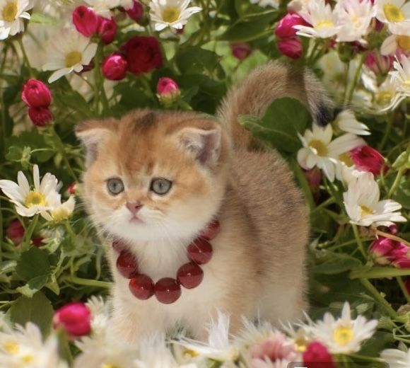 Дуже розумне кошеня золота шиншила