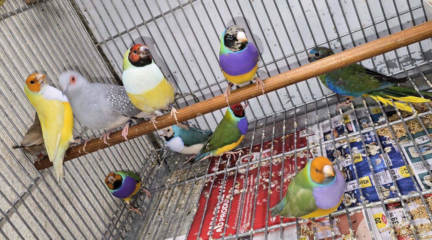 Diamantes gold aves lindas