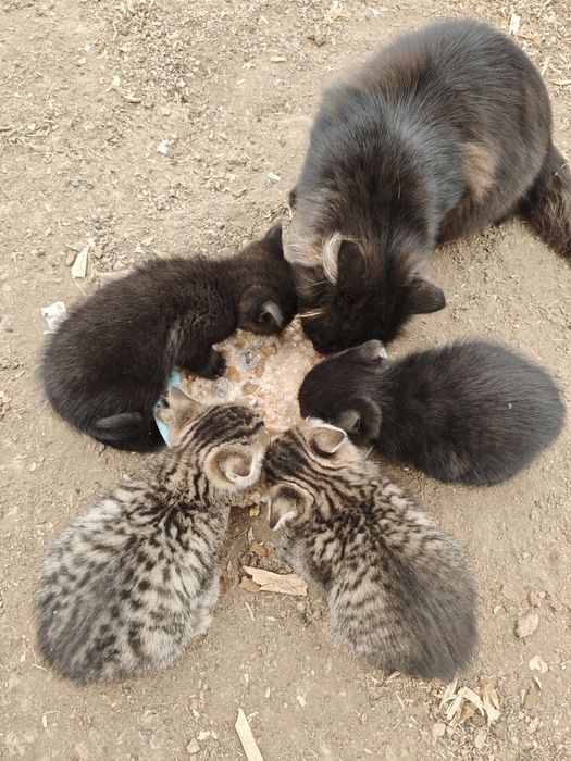 Шотландські кошенята