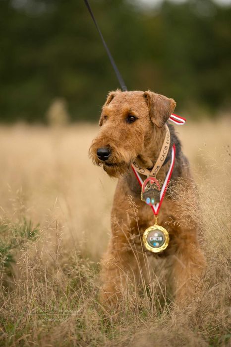 Airedale terrier