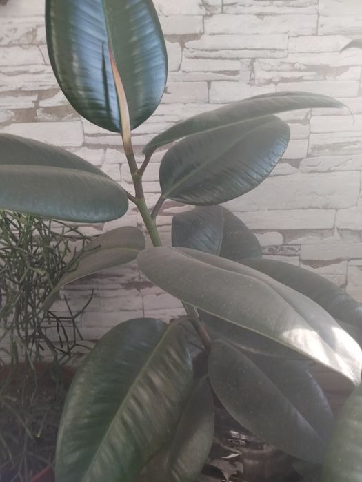 Продам кімнатні рослини