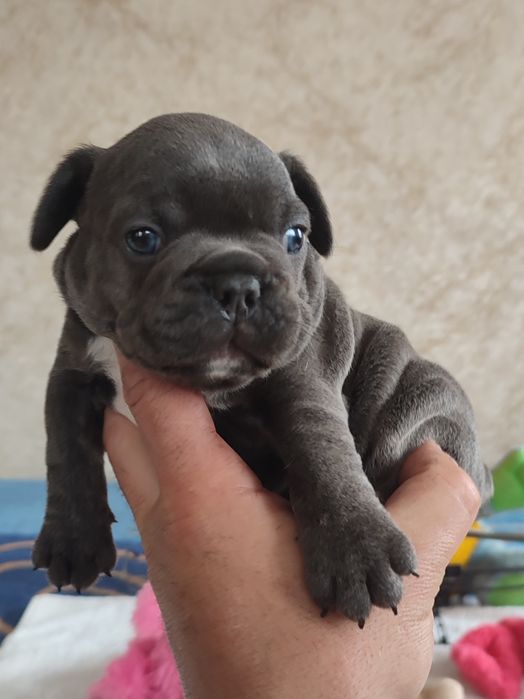 шикардосики на продажу двухмесячные