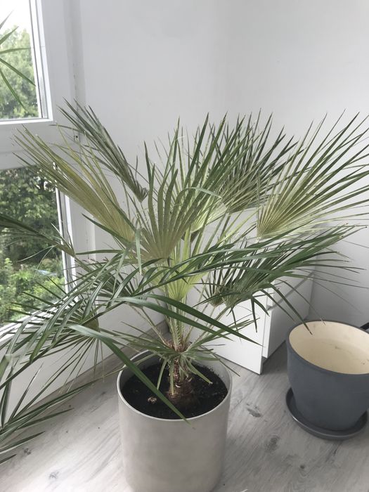 Монстера пальми, бананове дерво, арон, фікус