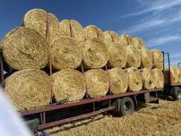 Siano pierwszy pokos 120x125 transport Słoma jęczmienna