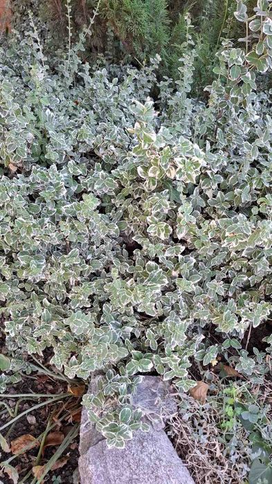 Тіньовитривалі квіти: плющі й  барвінки різні, бересклет Форчуна