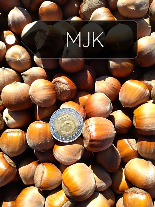 orzechy laskowe zbiór 2025r. 5 kg