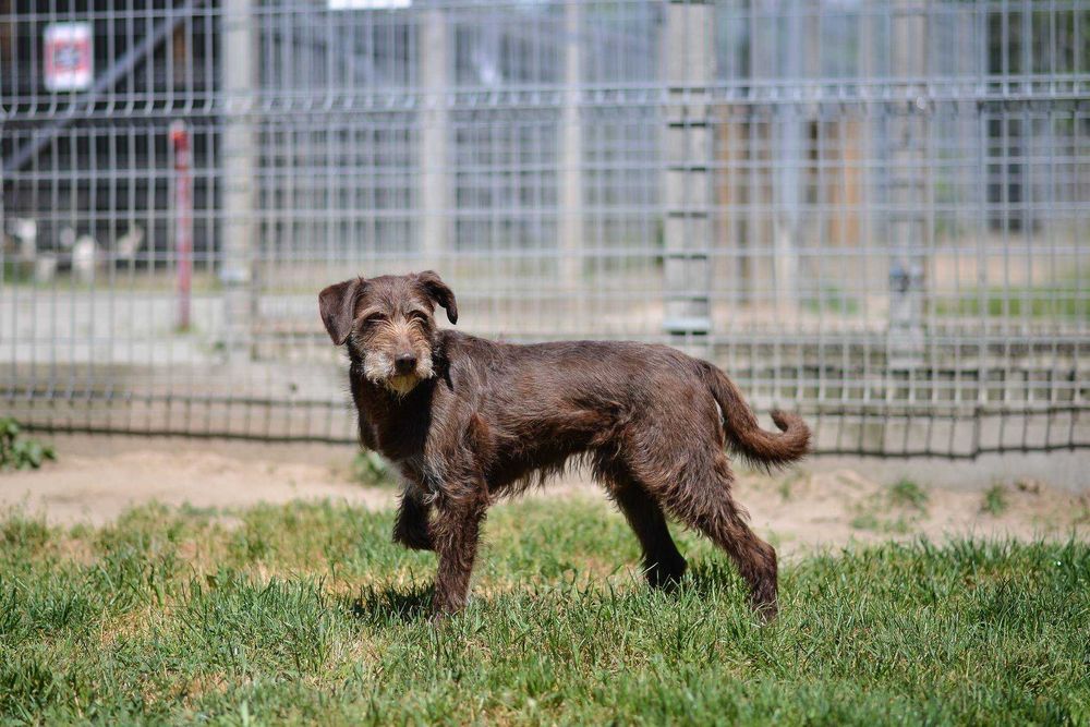 Prezes, pies w typie wyżła czeskiego szuka domu