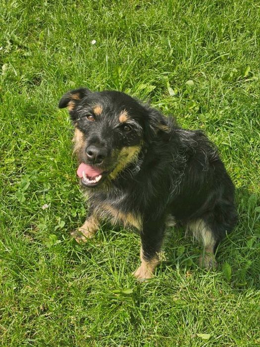 BRUNO  radosny pozytywny psiak do adopcji