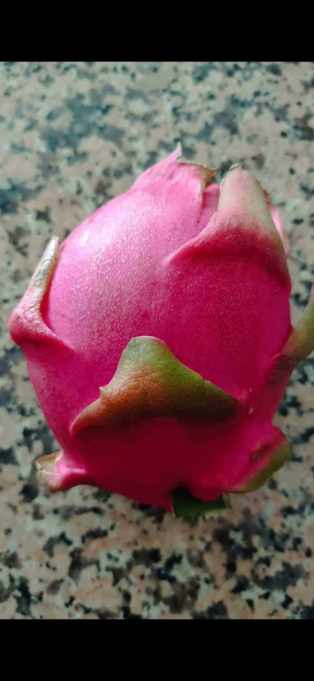 Mudas de pitayas