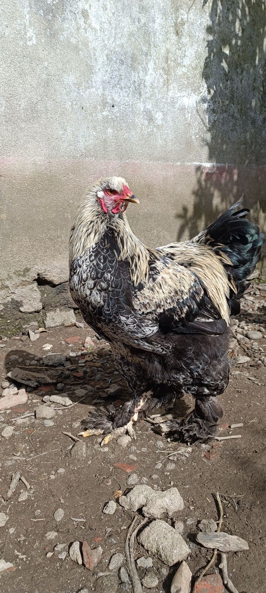 Galos Brahma puros