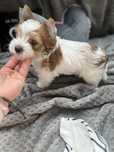York White Ocean Pearl Yorshire Terrier