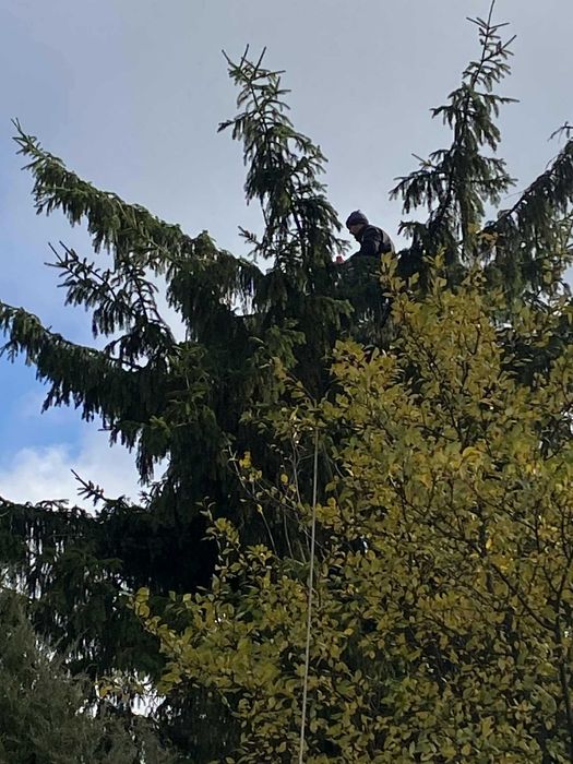 Wycinka Drzew, Czyszczenie terenów,