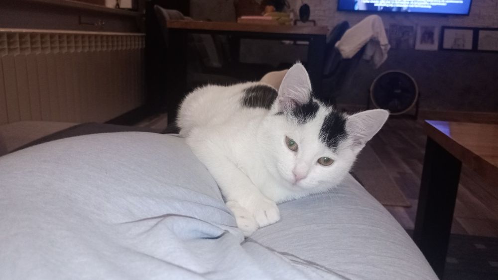 Trzymiesieczna kotka