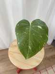 Monstera thai constellation