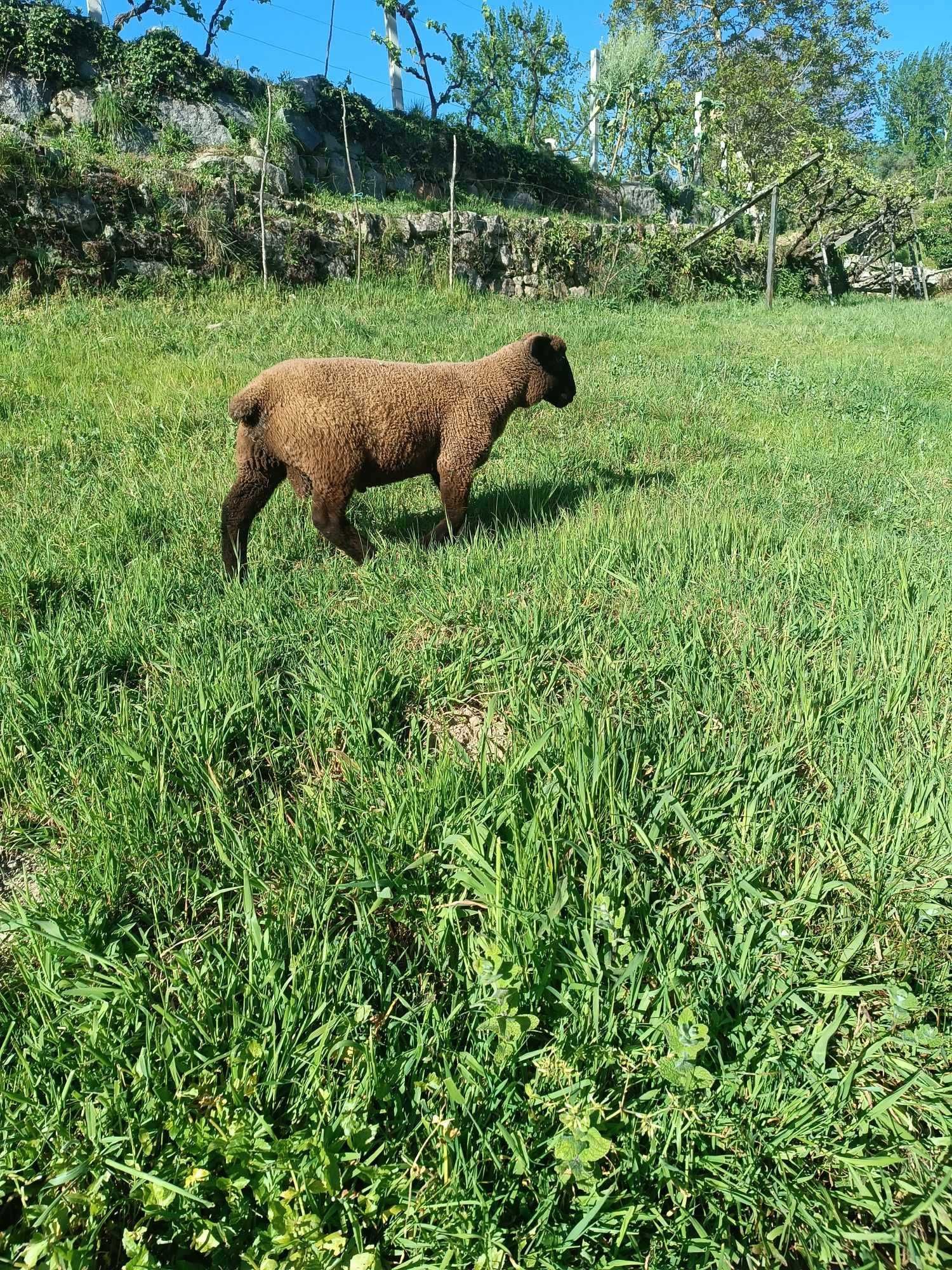 Macho Suffolk 2.5 meses