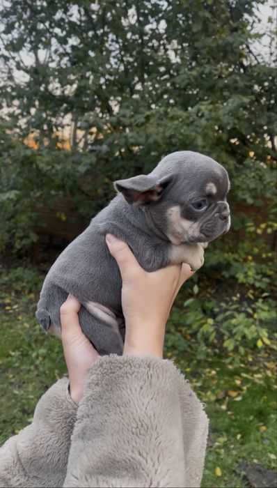 Голубий малюсінький хлопчик